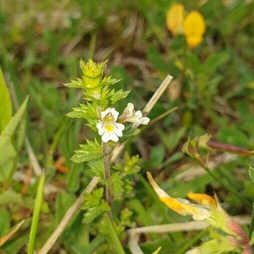 Euphrasia nemorosa Flower