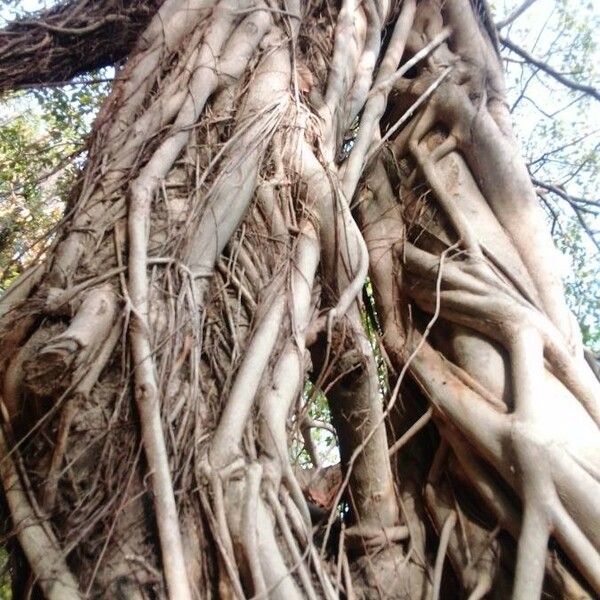 Ficus thonningii പുറംതൊലി