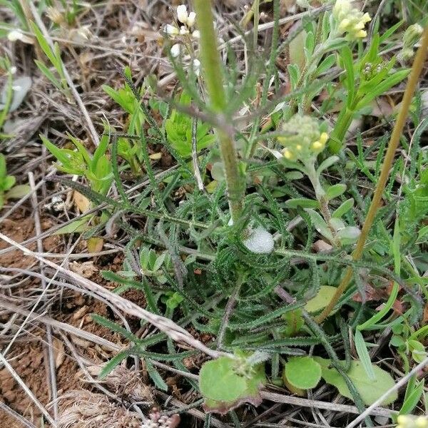 Crupina vulgaris Fulla