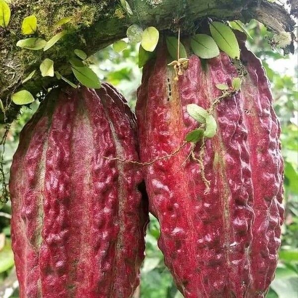 Theobroma cacao Vaisius