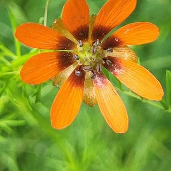 Adonis aestivalis Flor