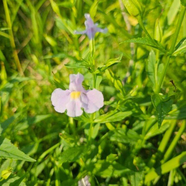 Mimulus ringens Flower