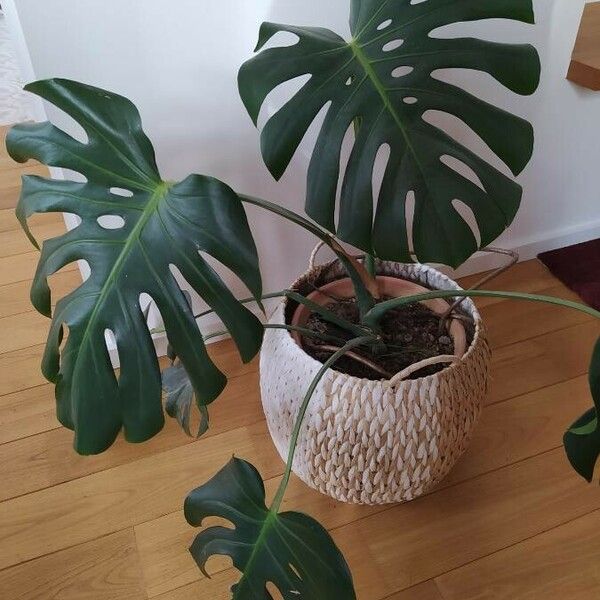 Monstera deliciosa 葉