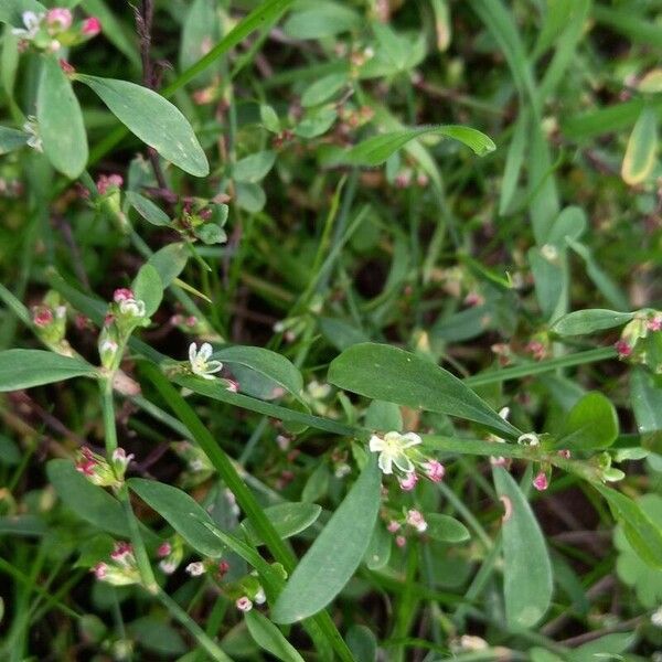 Polygonum aviculare Flor