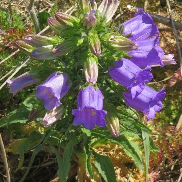 Campanula speciosa Õis