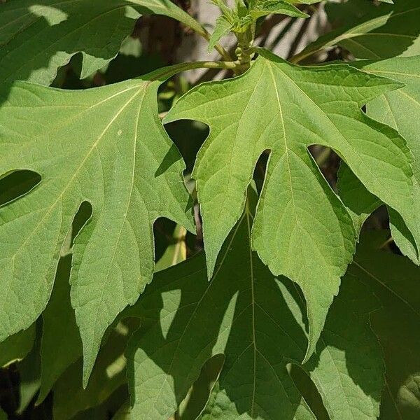 Tithonia diversifolia Leaf