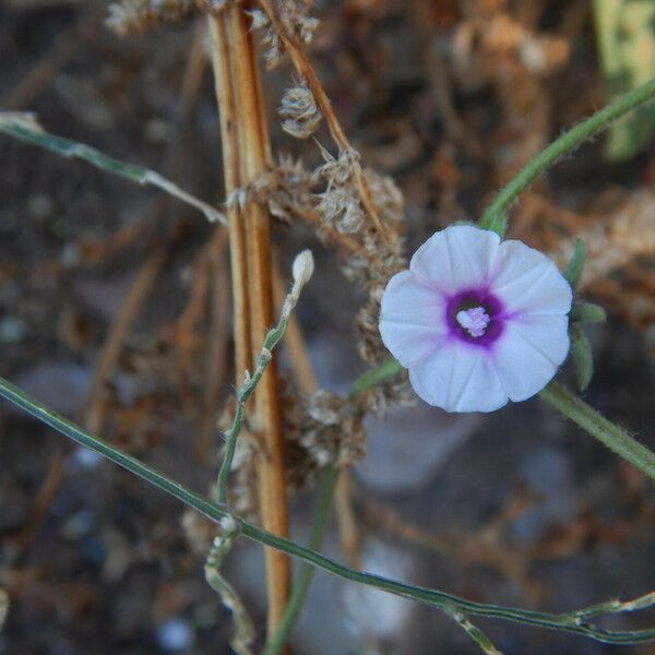 Ipomoea eriocarpa Цвят