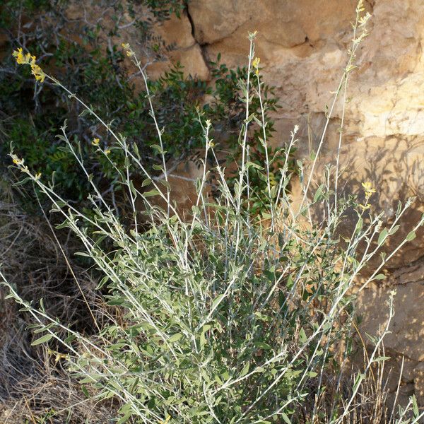 Anthyllis terniflora Агульны выгляд