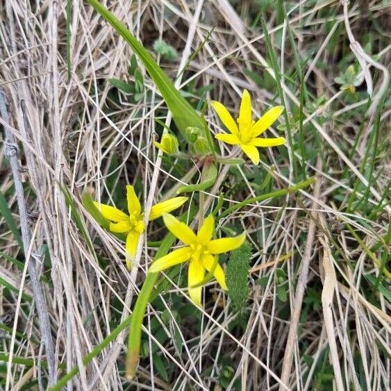 Gagea pratensis Blomst