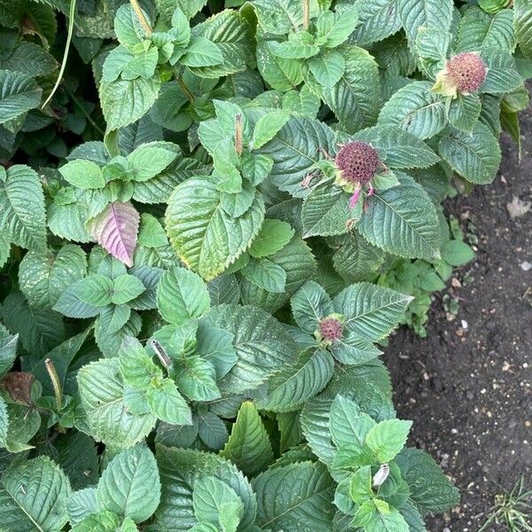 Monarda didyma 葉