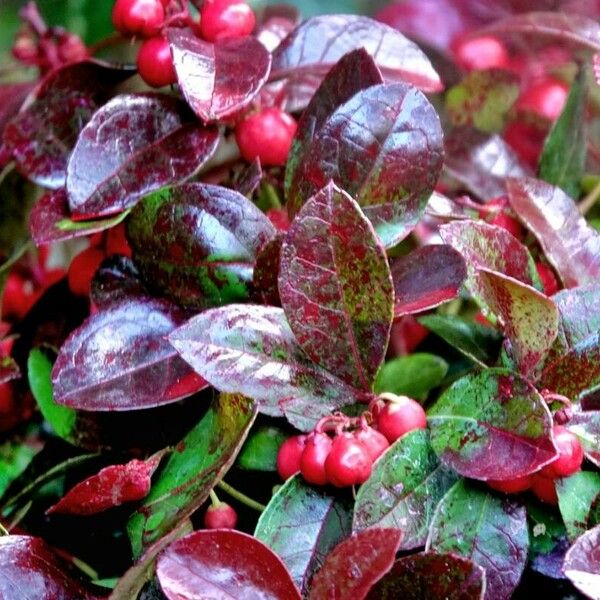 Gaultheria procumbens برگ