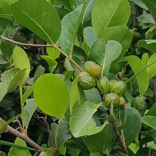 Chrysobalanus icaco Frucht