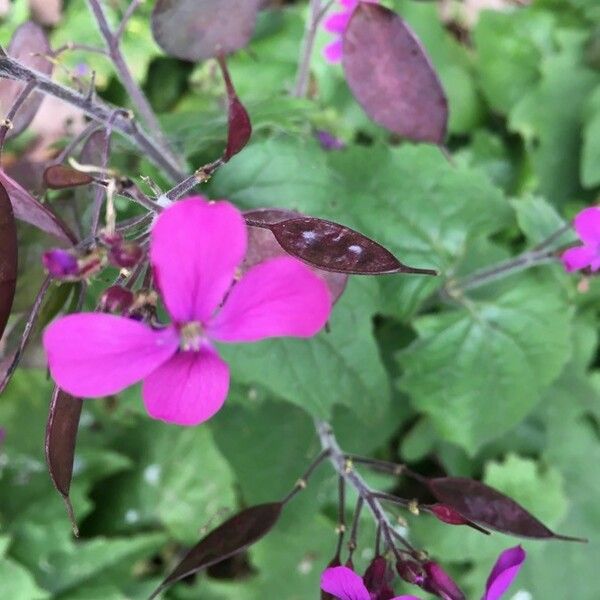 Lunaria annua Kwiat