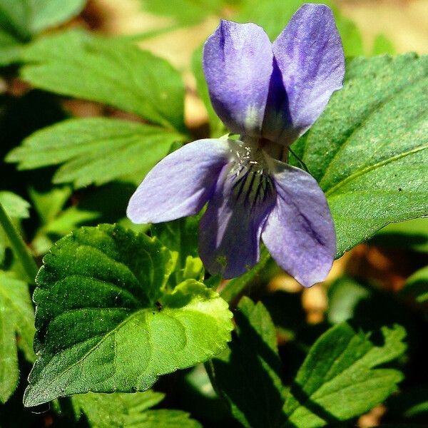 Viola riviniana Flor