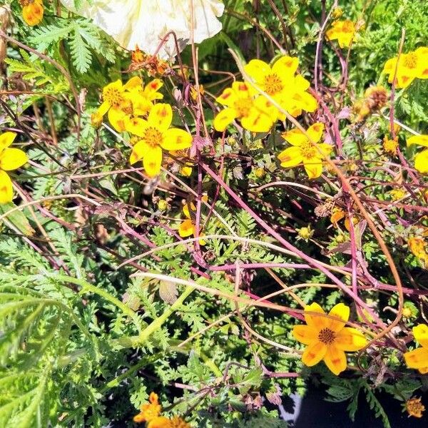 Bidens bipinnata Flors