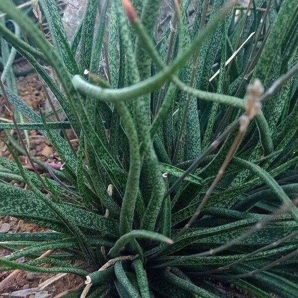 Aloe albiflora Tervik taim