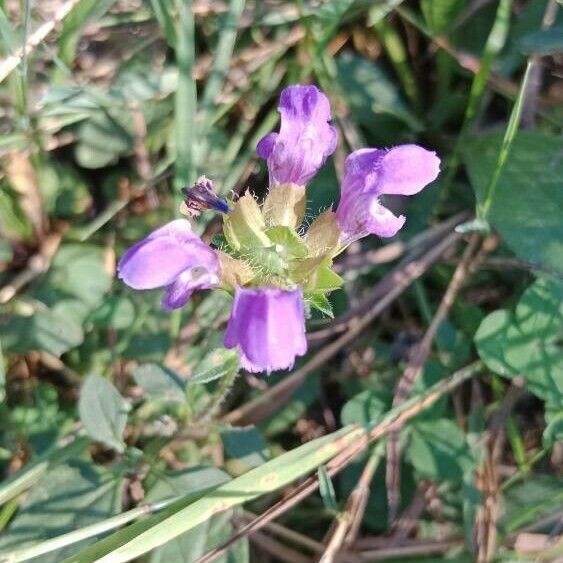 Prunella grandiflora പുഷ്പം