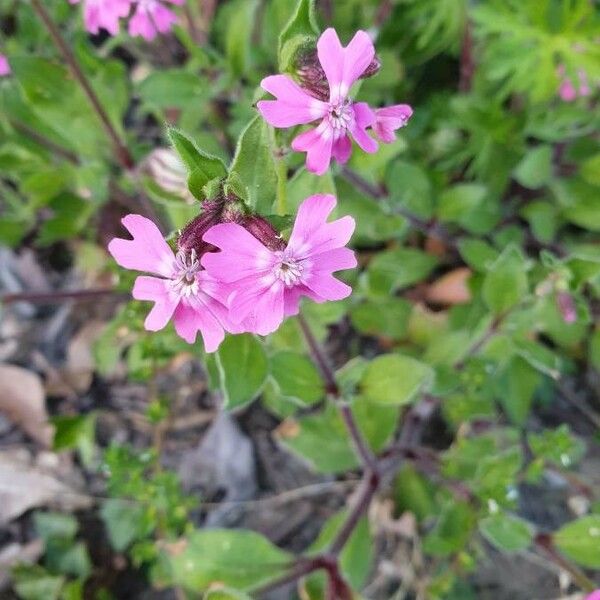 Silene dioica Flower