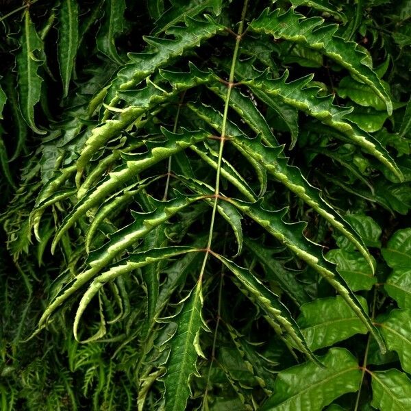 Polyscias fruticosa Blatt