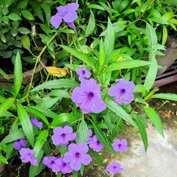 Ruellia simplex Çiçek