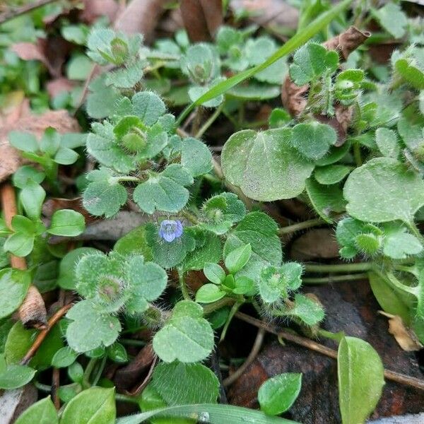 Veronica hederifolia Blatt