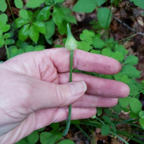 Allium canadense Leaf