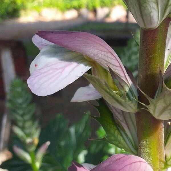 Acanthus mollis Flower