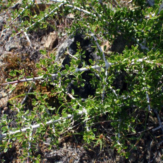 Ceanothus cordulatus Habitat