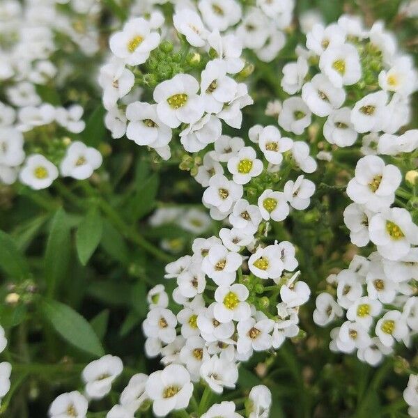 Lobularia maritima Flower