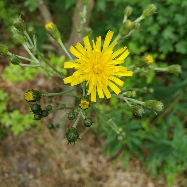 Hieracium umbellatum Blüte