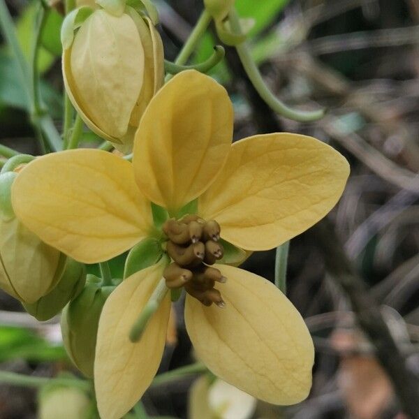 Senna bacillaris Blomma