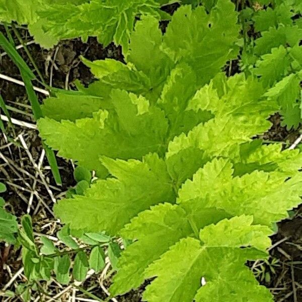 Pastinaca sativa Folha