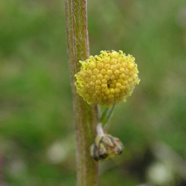 Artemisia atrata Іншае