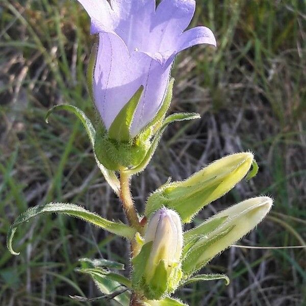 Campanula speciosa Květ