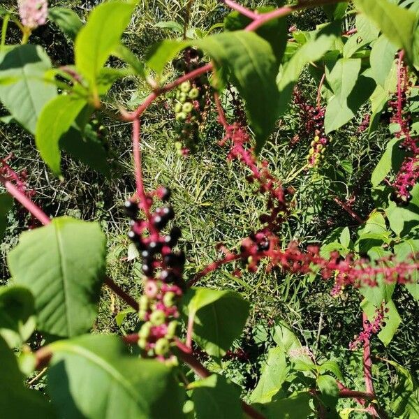 Phytolacca americana Fruit