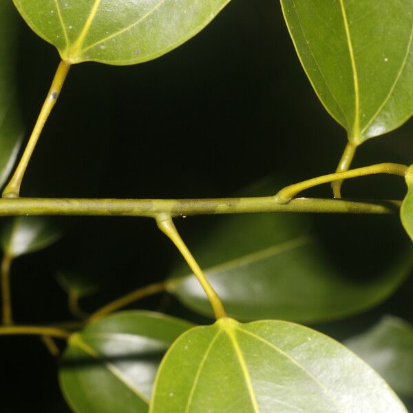 Anomospermum reticulatum Leaf