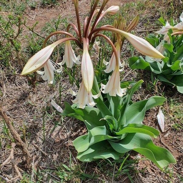 Crinum macowanii Kvet