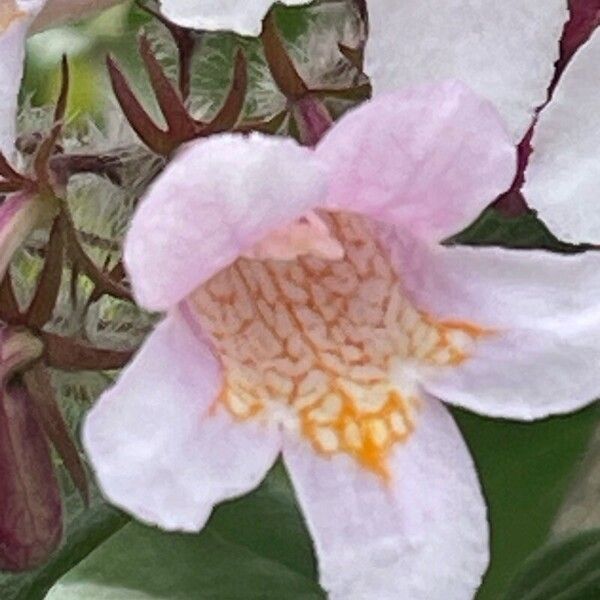 Kolkwitzia amabilis Blomma