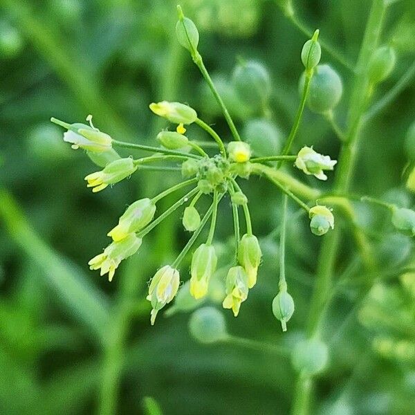 Camelina sativa Flower