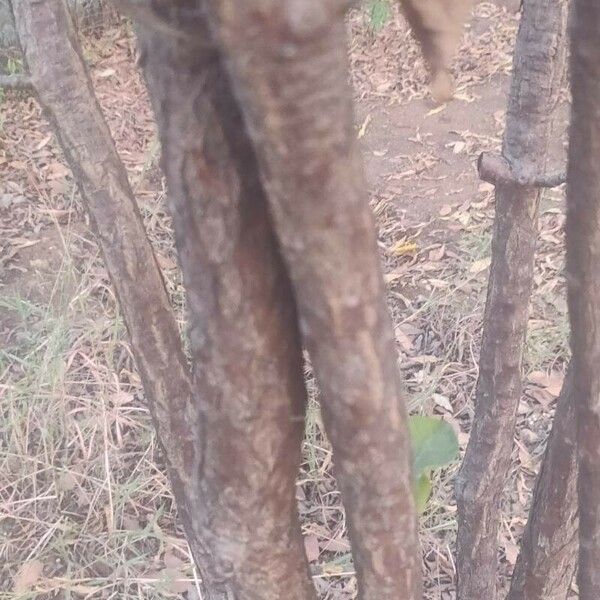 Plumeria pudica Bark