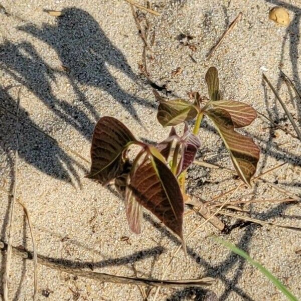 Toxicodendron radicans Лист