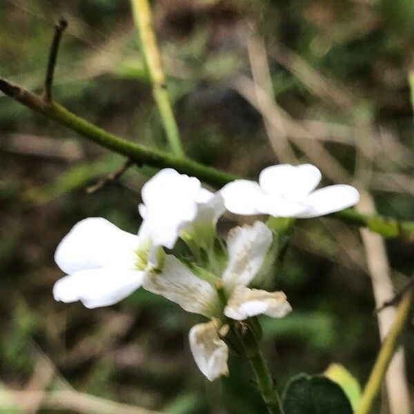 Hesperis matronalis Flower