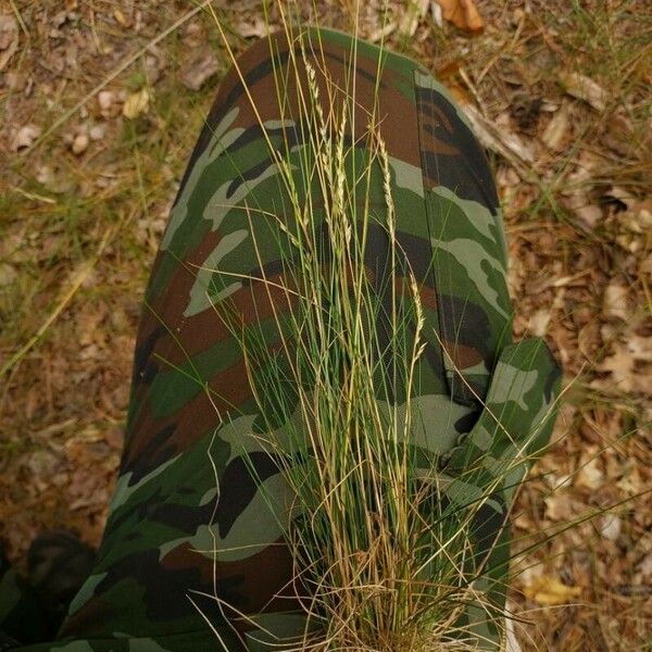 Festuca rubra Blad