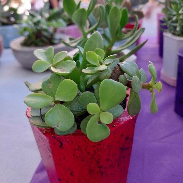 Portulacaria afra Folio