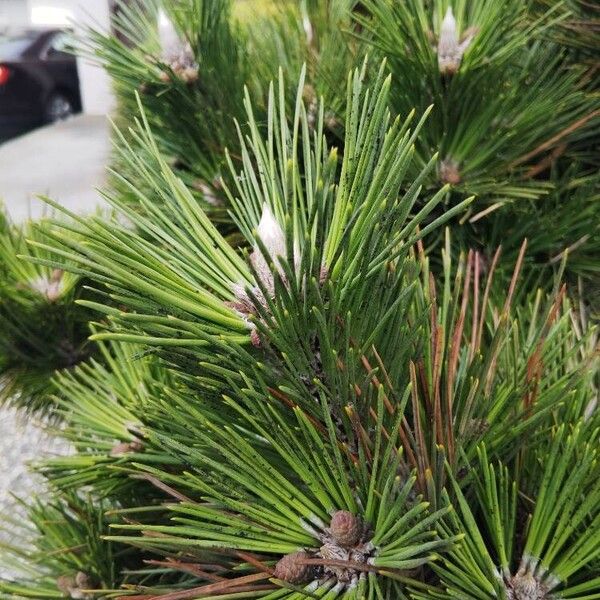 Pinus thunbergii Blad