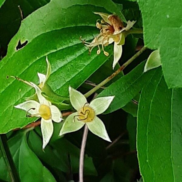 Philadelphus pubescens Vili