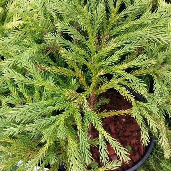 Cryptomeria japonica Folha