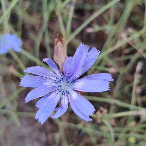 Cichorium endivia Cvet