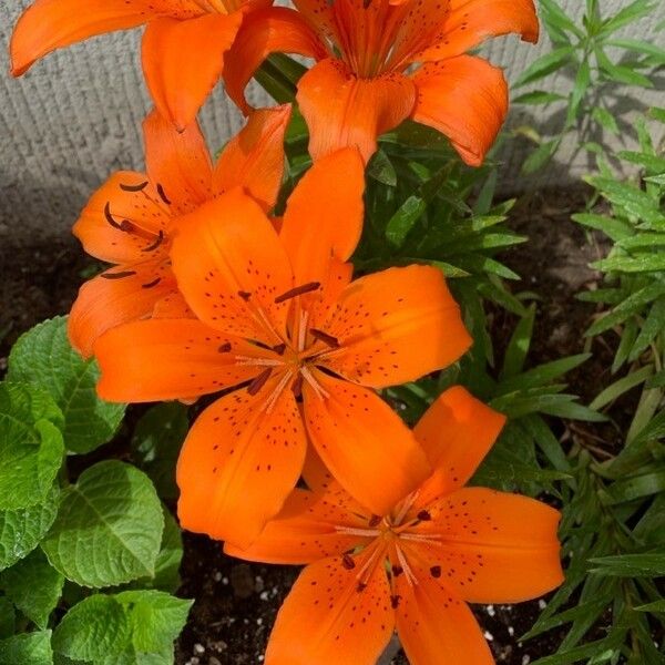 Lilium bulbiferum Flower