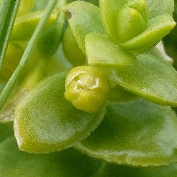 Honckenya peploides Blomma